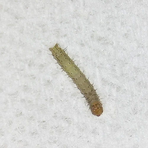 科云&reg; 實(shí)驗(yàn)昆蟲&mdash;&mdash;小菜蛾