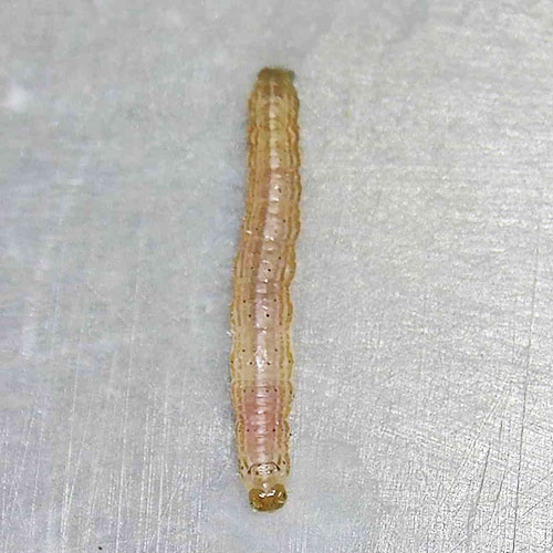 科云&reg;  實驗昆蟲&mdash;&mdash;粘蟲