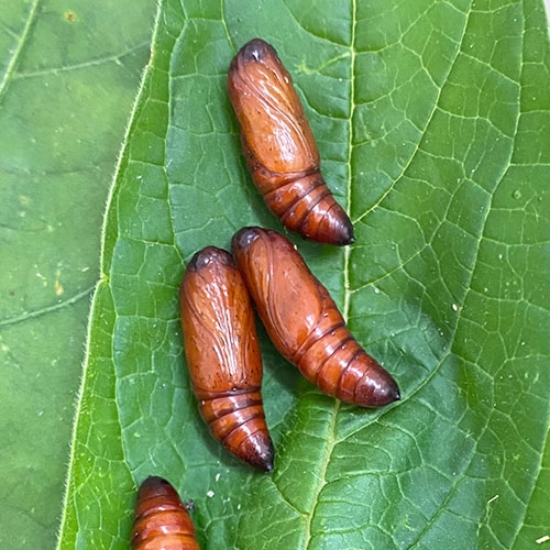 科云&reg;  實驗昆蟲&mdash;&mdash;粘蟲